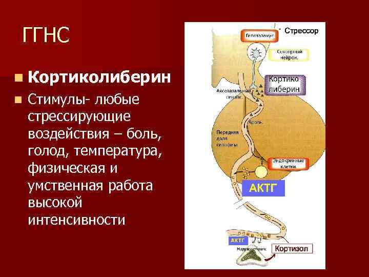 ГГНС n Кортиколиберин n Стимулы- любые стрессирующие воздействия – боль, голод, температура, физическая и