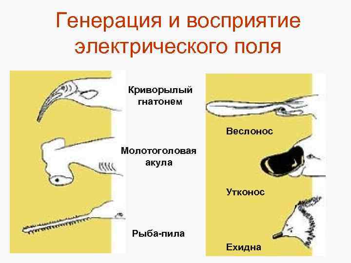 Генерация и восприятие электрического поля Криворылый гнатонем Веслонос Молотоголовая акула Утконос Рыба-пила Ехидна 