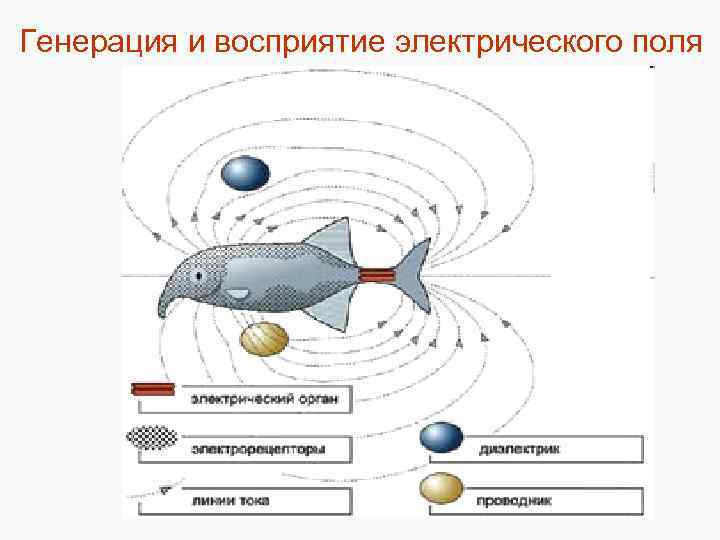 Генерация и восприятие электрического поля 