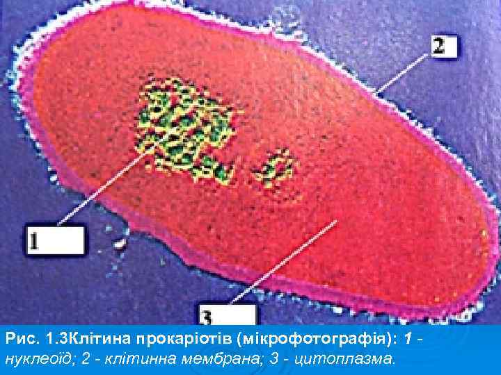 Рис. 1. 3 Клітина прокаріотів (мікрофотографія): 1 нуклеоїд; 2 клітинна мембрана; 3 цитоплазма. 