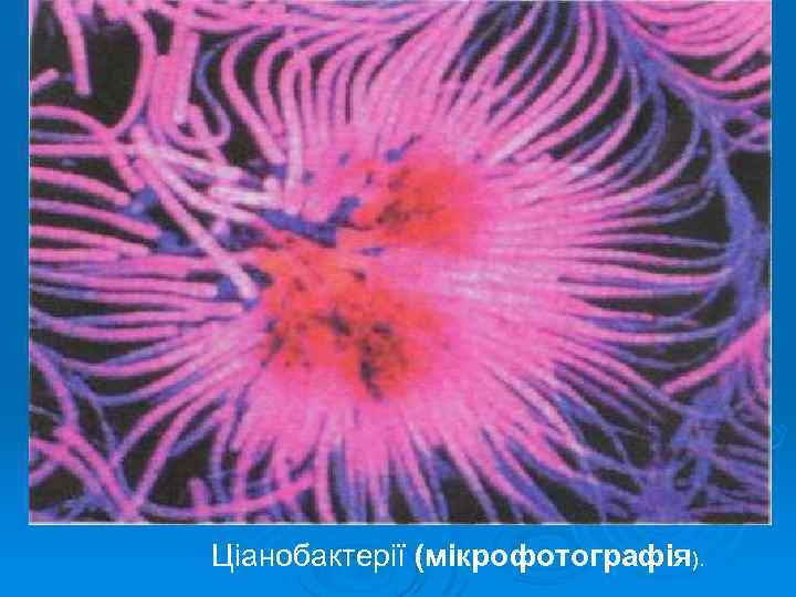 Ціанобактерії (мікрофотографія). 