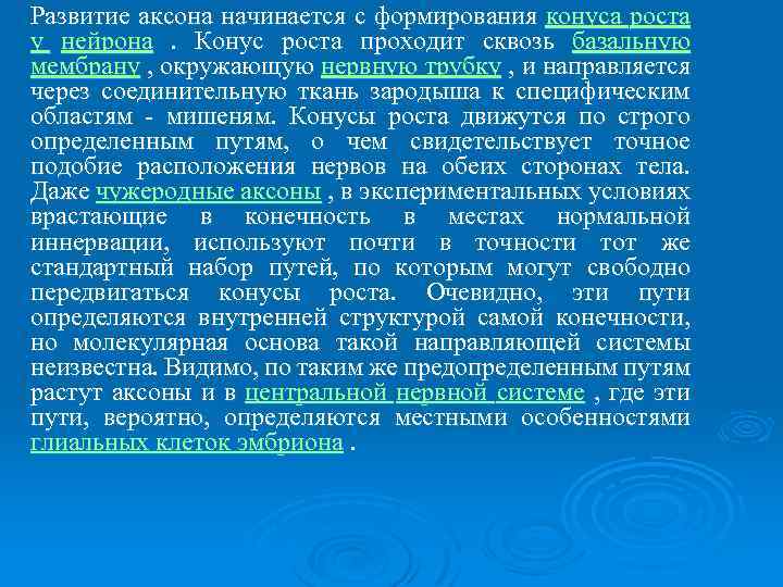 Развитие аксона начинается с формирования конуса роста у нейрона. Конус роста проходит сквозь базальную