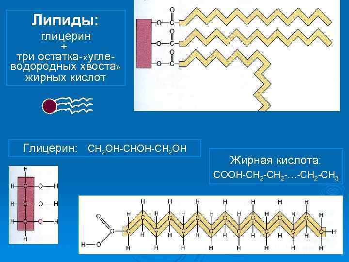 Липиды: глицерин + три остатка «угле водородных хвоста» жирных кислот Глицерин: СН 2 ОН