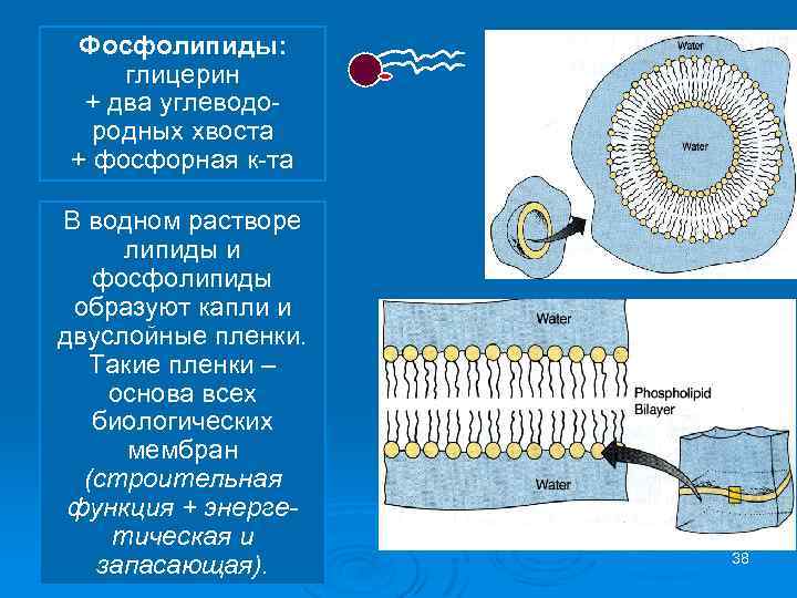 Фосфолипиды: глицерин + два углеводо родных хвоста + фосфорная к та В водном растворе