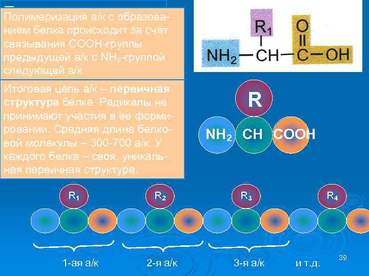 Белки: Полимеризация а/к с образова состоят из мономеровза счет нием белка происходит – связывания
