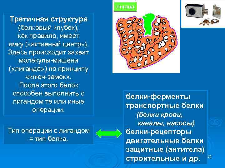 лиганд Третичная структура (белковый клубок), как правило, имеет ямку ( «активный центр» ). Здесь