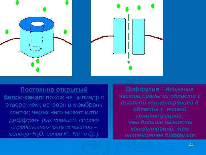 3 Постоянно открытый белок-канал: похож на цилиндр с отверстием; встроен в мембрану клетки; через