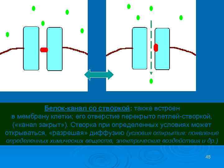 канал закрыт канал открыт Белок-канал со створкой: также встроен в мембрану клетки; его отверстие