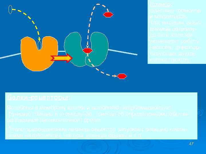 инсулин глюкоза Пример: действие гормонов и медиаторов. Так, инсулин, выде ляемый поджелу дочной железой,