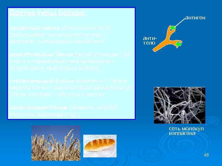 Другие типы белков: защитные белки (белки антитела; захватывают лиганды антигены – вредные чужеродные вещества)