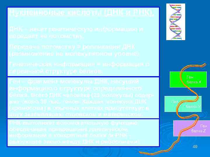 Нуклеиновые кислоты (ДНК и РНК). ДНК – несет генетическую информацию и передает ее потомству.