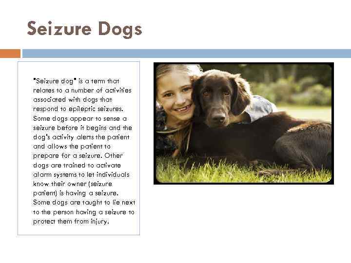 Seizure Dogs 