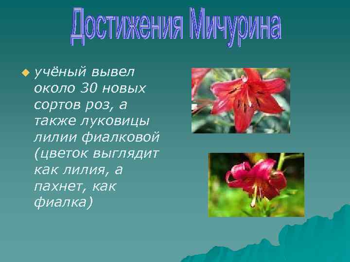 u учёный вывел около 30 новых сортов роз, а также луковицы лилии фиалковой (цветок