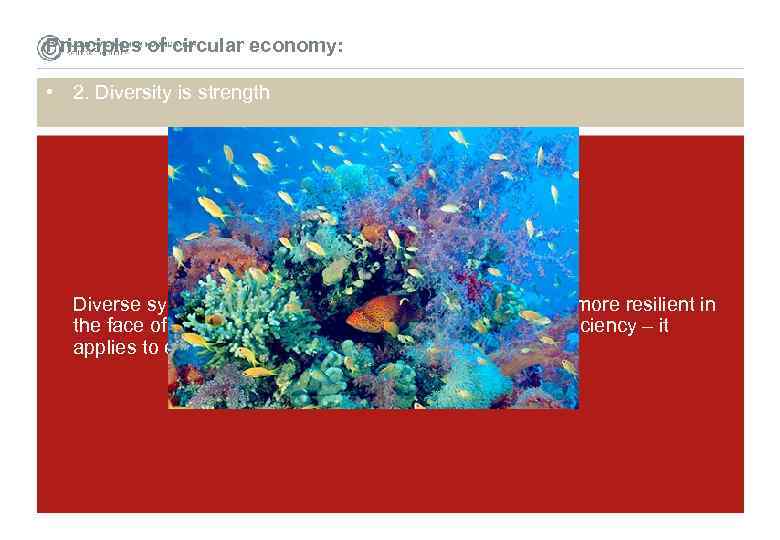 Principles of circular economy: • 2. Diversity is strength Diverse systems, with many connections