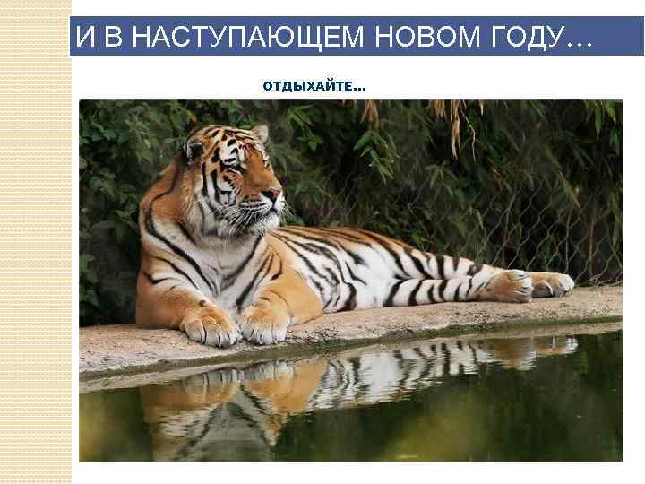 И В НАСТУПАЮЩЕМ НОВОМ ГОДУ… ОТДЫХАЙТЕ. . . 