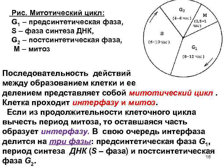 Митотический цикл клетки