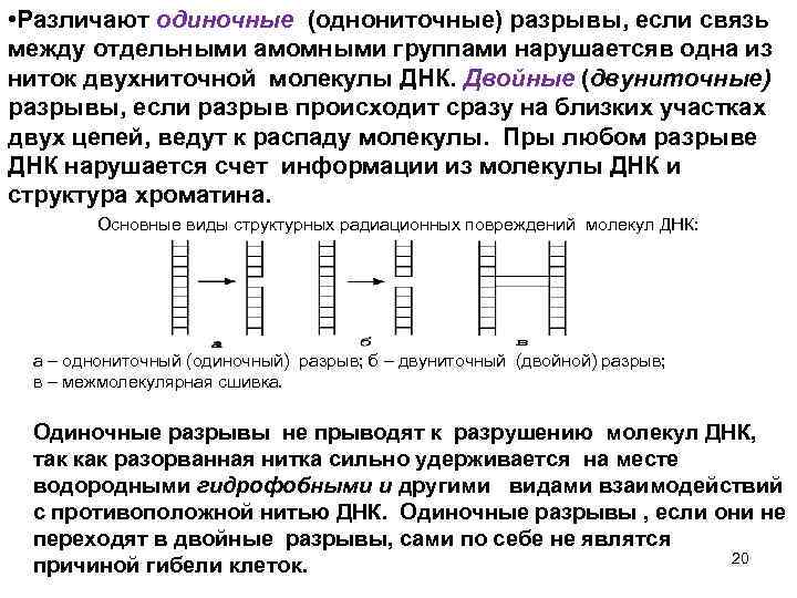  • Различают одиночные (однониточные) разрывы, если связь между отдельными амомными группами нарушаетсяв одна