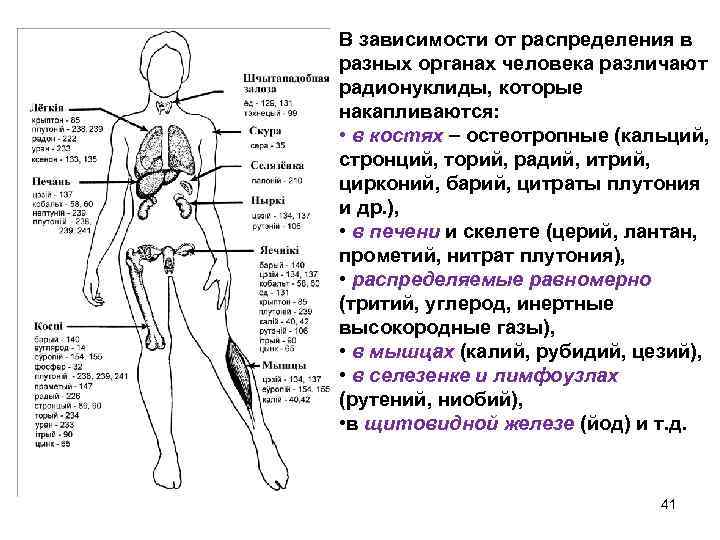 В зависимости от распределения в разных органах человека различают радионуклиды, которые накапливаются: • в