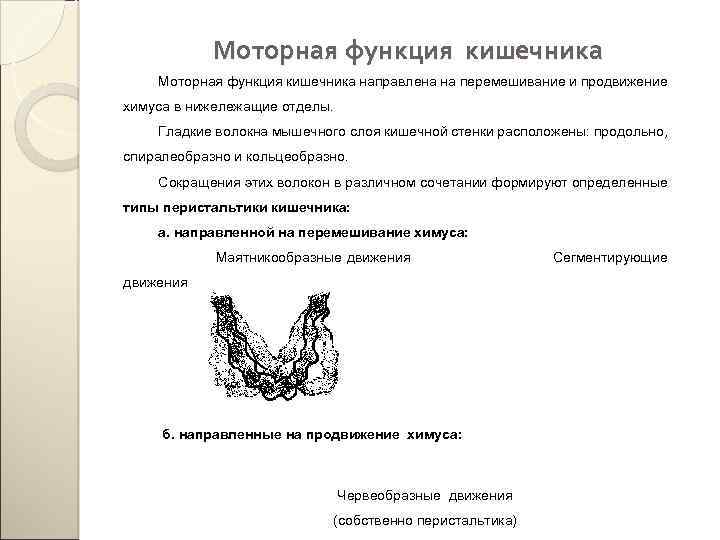 Моторная функция кишечника направлена на перемешивание и продвижение химуса в нижележащие отделы. Гладкие волокна