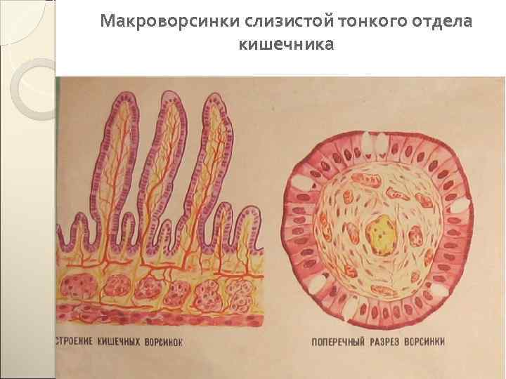 Макроворсинки слизистой тонкого отдела кишечника 