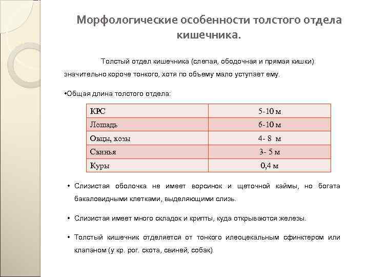 Морфологические особенности толстого отдела кишечника. Толстый отдел кишечника (слепая, ободочная и прямая кишки) значительно