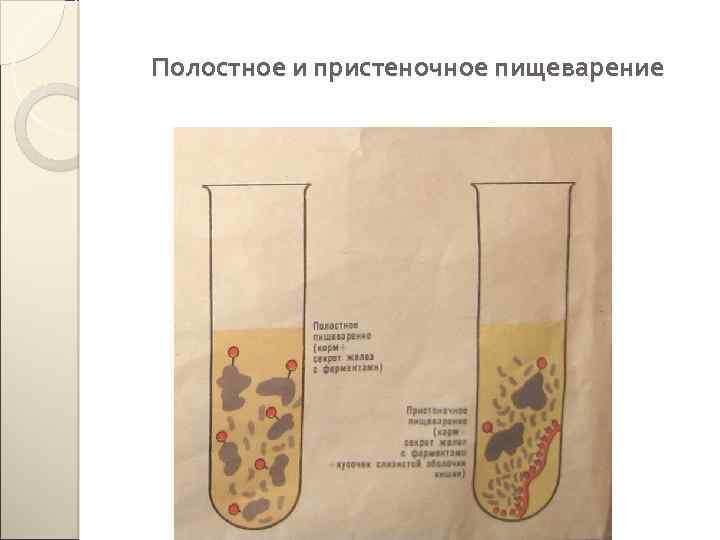 Полостное пищеварение. Полостное и пристеночное пищеварение. Опыт мембранного пищеварения. Нарушение полостного и пристеночного пищеварения.