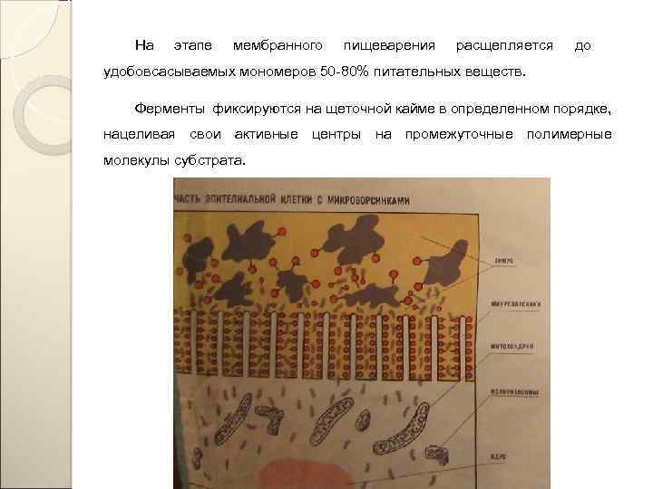 На этапе мембранного пищеварения расщепляется до удобовсасываемых мономеров 50 -80% питательных веществ. Ферменты фиксируются