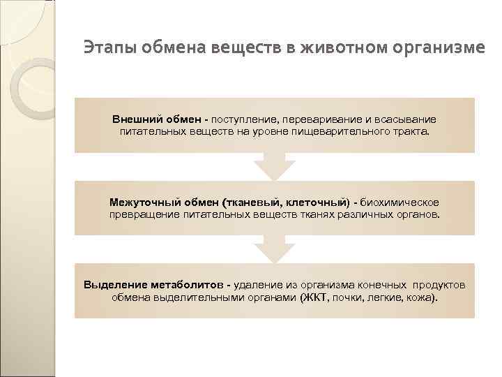 Этапы обмена веществ поступление