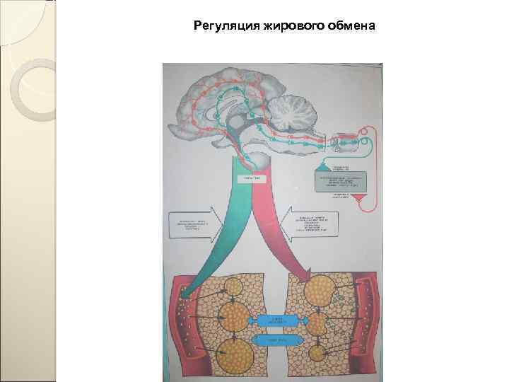 Регуляция жирового обмена 