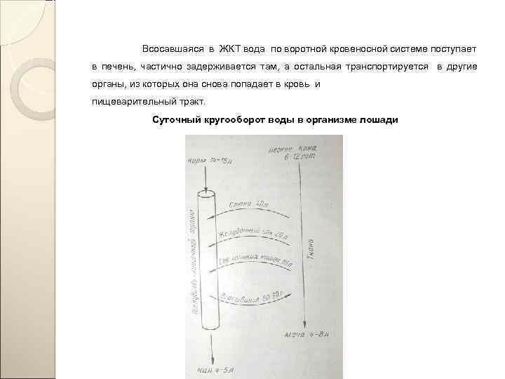 Всосавшаяся в ЖКТ вода по воротной кровеносной системе поступает в печень, частично задерживается там,