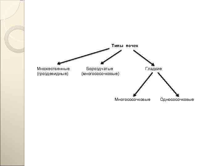 Типы почек Множественные (гроздевидные) Бороздчатые (многососочковые) Гладкие Многососочковые Однососочковые 