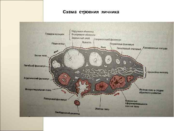 Яичник анатомия