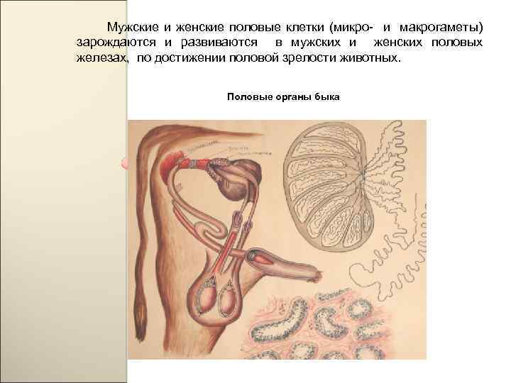 Мужские и женские половые клетки (микро- и макрогаметы) зарождаются и развиваются в мужских и