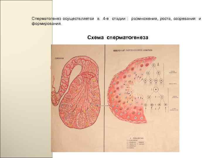 Сперматогенез осуществляется в 4 -е стадии : размножения, роста, созревания и формирования. Схема сперматогенеза