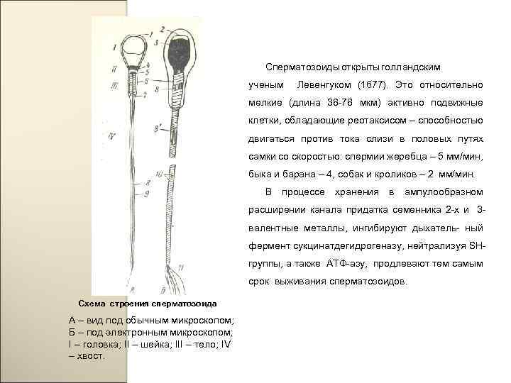 Сперматозоиды открыты голландским ученым Левенгуком (1677). Это относительно мелкие (длина 38 -78 мкм) активно