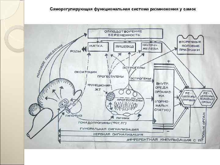 Саморегулирующая функциональная система размножения у самок 