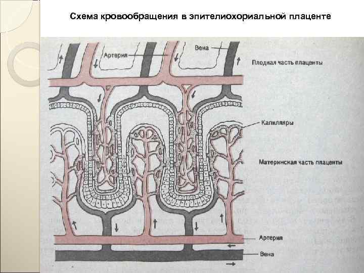 Схема кровообращения в эпителиохориальной плаценте 