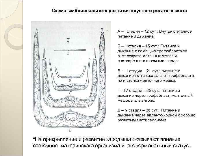 Схема эмбрионального развития крупного рогатого скота А – I стадия – 12 сут. :