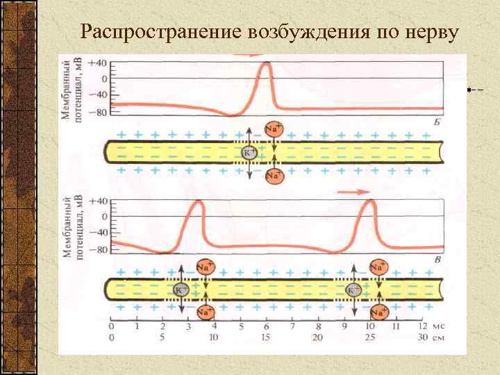 Распространение возбуждения по нерву 