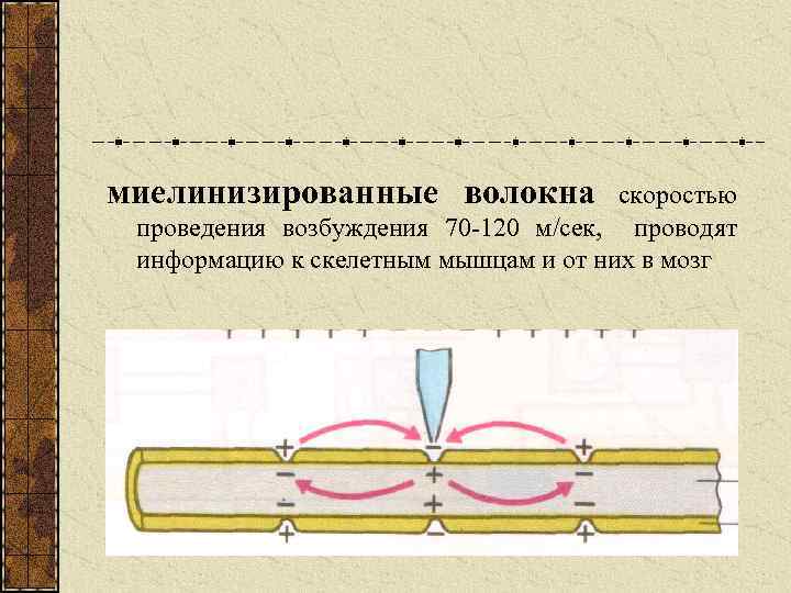 миелинизированные волокна скоростью проведения возбуждения 70 -120 м/сек, проводят информацию к скелетным мышцам и