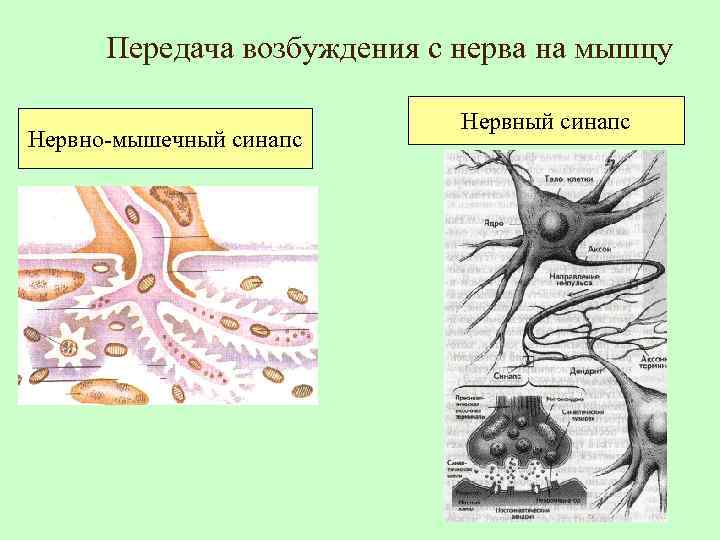 Возбудимость нерва и мышцы. Передача возбуждения с нерва на мышцу. Возбудимые ткани физиология. Нервно мышечная возбудимость.