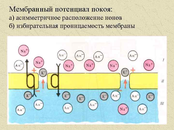 Равновесный мембранный потенциал