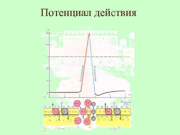 Потенциал действия 