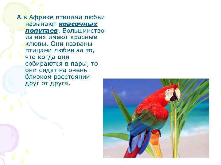 А в Африке птицами любви называют красочных попугаев. Большинство из них имеют красные клювы.