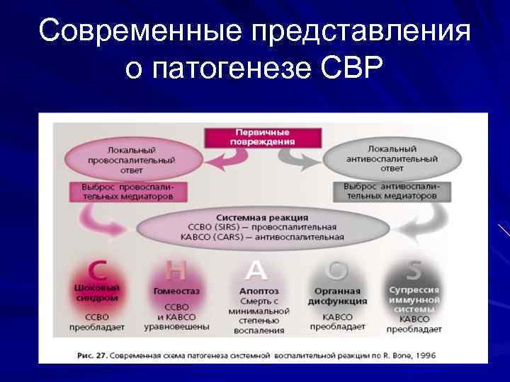 Современные представления о патогенезе СВР 