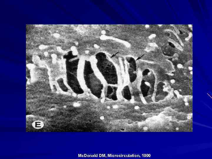 Mc. Donald DM, Microcirculation, 1999 