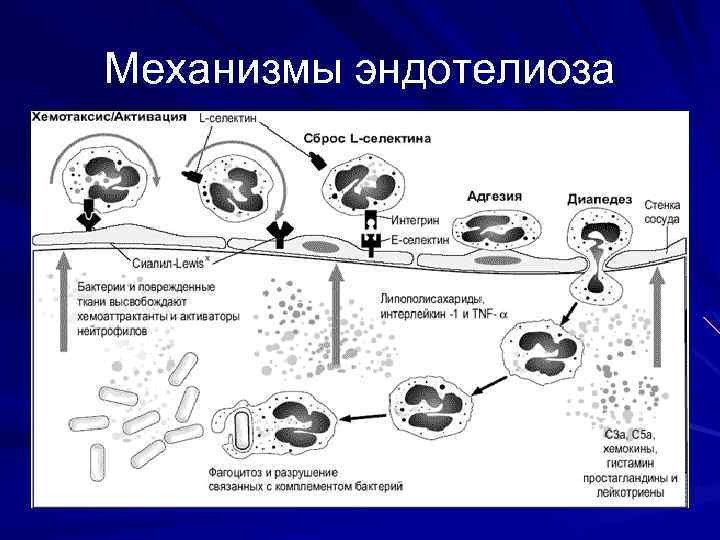 Механизмы эндотелиоза 