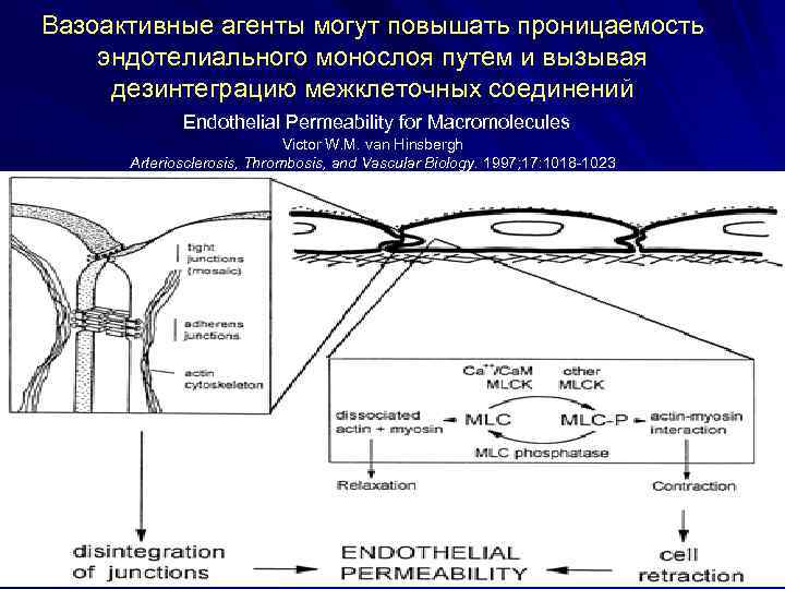 Вазоактивные агенты могут повышать проницаемость эндотелиального монослоя путем и вызывая дезинтеграцию межклеточных соединений Endothelial