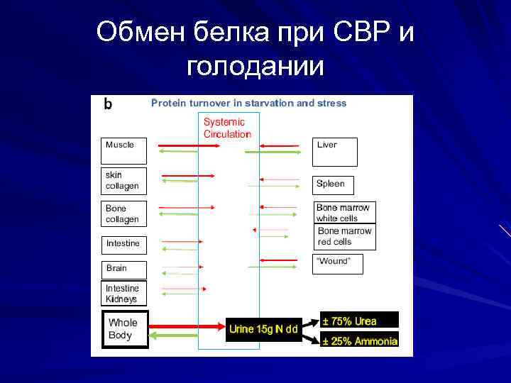 Обмен белка при СВР и голодании 