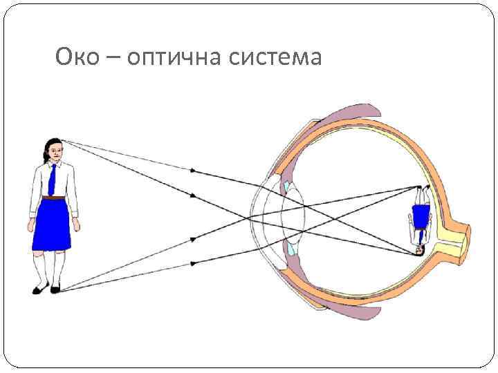 Око – оптична система 